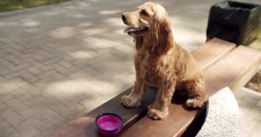 Susamış köpek dışarıda oynadıktan sonra bir kasede temiz su içer. Mutlu Köpek yaz zamanı, hafta sonu pikniği. Güzel kahverengi saçlı bir köpek caddede oturuyor. Cocker Spaniel Park 'ta,
