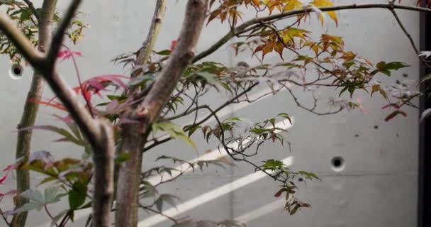 Drzewo Zielonymi Czerwonymi Żółtymi Liśćmi Pobliżu Szarej Betonowej Ściany Budynku — Wideo stockowe