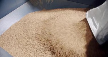 Erkek işçi bira fabrikasında bira üretmek için paslanmaz çelik fabrikasına malt tohumu döküyor. Bira fabrikasında üretim süreci.