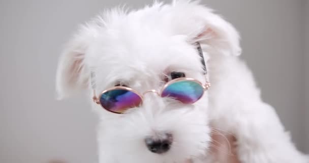 Zbliżenie Cute Puszysty Pies Okularach Przeciwsłonecznych Rękach Właściciela Uroczy Zwierzak — Wideo stockowe