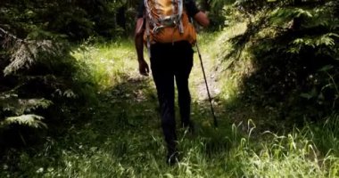 Yürüyüş ekipmanları ve sırt çantasıyla ormanda yürüyen bir adamın arkası. Güneşli yaz gününde ormanda yürüyüş direği olan genç bir erkek. Aktif eğlence konsepti. Sağlıklı yaşam tarzı