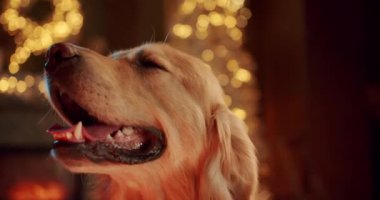 Noel dekoruyla aynı odada oturan sevimli av köpeğine yakın plan. Evde Bokeh şenliği geçmişine sahip sevimli Labrador. Yeni yıl tatilinde sevimli hayvan evcil hayvanı