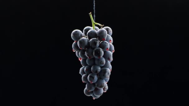 新鲜的黑葡萄在超慢运动的孤立的黑色背景上旋转 葡萄近身 循环运动 酒水广告中漂亮的库存镜头 奢侈的葡萄 红葡萄酒在成熟的葡萄上流动 — 图库视频影像