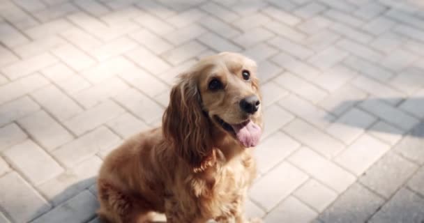 Den Söta Hunden Poserar Fint Happy Dog Sommartid Picknick Helgerna — Stockvideo