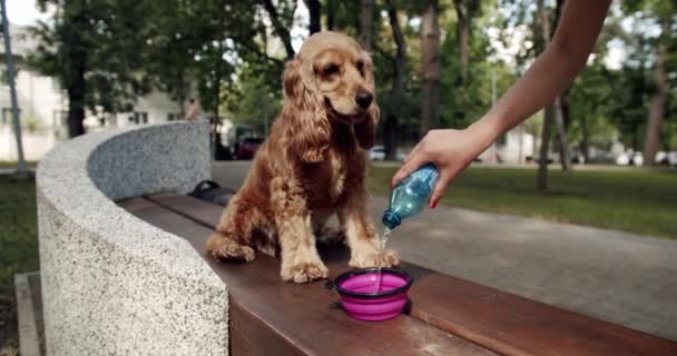 喉の渇いた犬は 屋外で遊んだ後 ボウルで清潔な水を飲む イギリスのコッカー スパニエルは屋外で休む ハッピードッグ 夏の時間 週末のピクニック 美しい茶色の毛髪の犬が路上に座っている — ストック動画