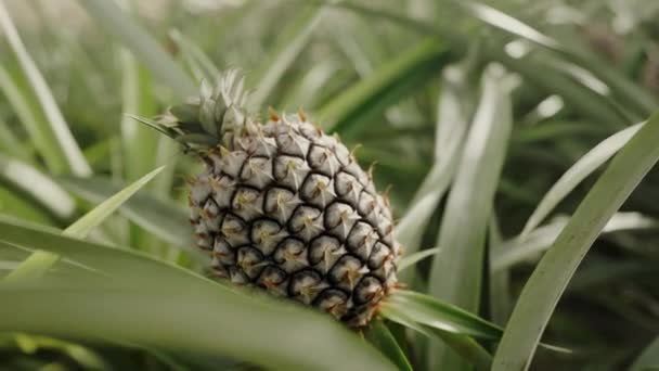 Çiftlikte Büyüyen Ananasa Çok Yakın Tropik Organik Meyve Yetiştirme Sağlıklı — Stok video