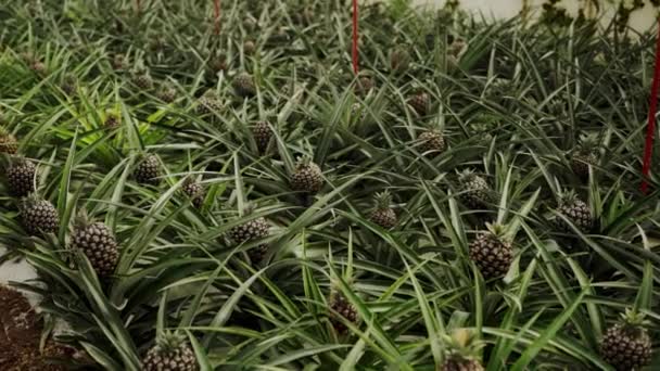 Biologische Ananasvruchten Die Plantage Groeien Tropische Fruitboerderij Concept Van Ananasteelt — Stockvideo