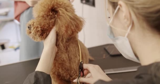 Groomer Kamt Haar Van Kleine Schattige Puppy Poedel Professionele Pet — Stockvideo