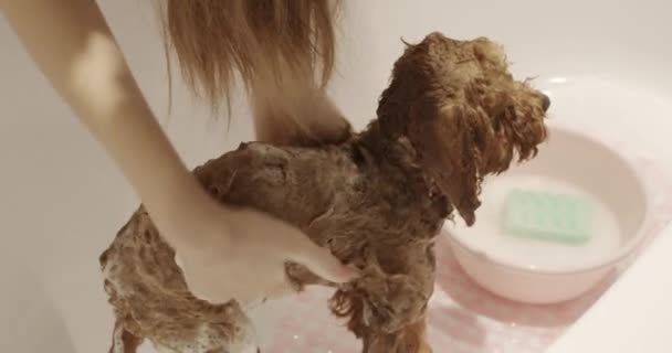 プロのペットグロマーは シャワーを使用して浴室でポドル犬を洗浄しています 獣医のスタジオ 獣医クリニックで衛生手順 動物の世話をする — ストック動画