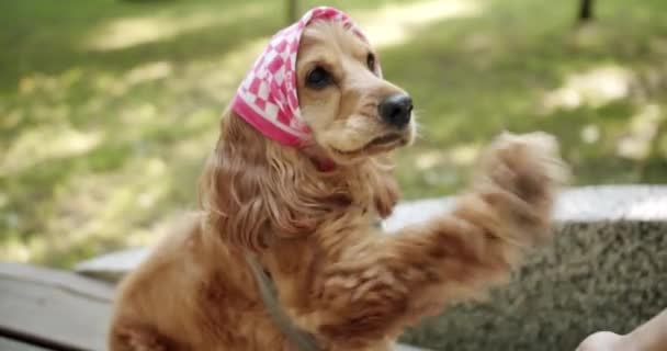 Den Vackra Hunden Ger Tass Vacker Brunhårig Hund Sitter Gatan — Stockvideo