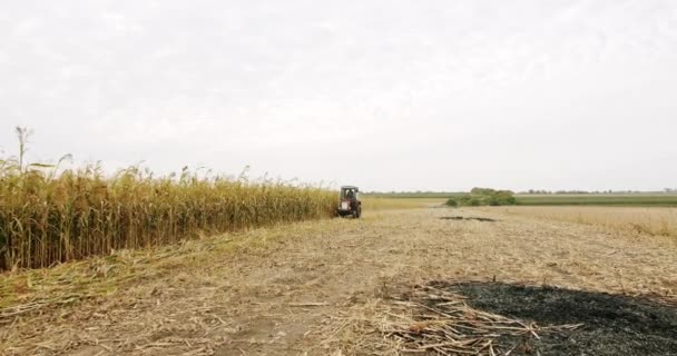 Τρακτέρ Δουλεύει Στο Χωράφι Σιτάρι Έννοια Των Αγροτικών Επιχειρήσεων Έννοια — Αρχείο Βίντεο