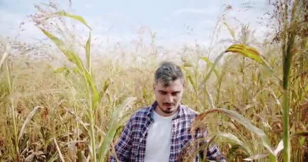 Green Wheat Crop Germ Agriculture Industry Young Farmer Walk Field — Vídeo de Stock
