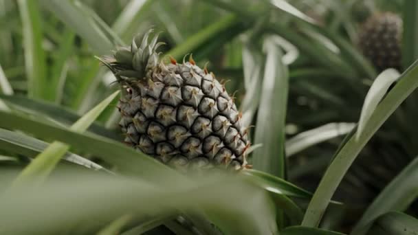 Bevittna Den Imponerande Tillväxten Ananas När Den Trivs Ett Frodigt — Stockvideo