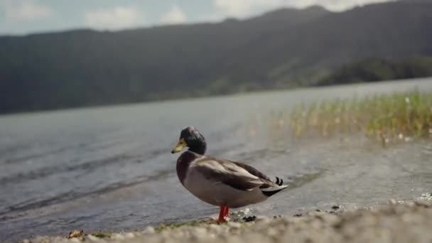Video Capturando Pato Con Confianza Pie Borde Del Agua Mostrando — Vídeos de Stock