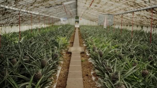 Video Showcases Spacious Greenhouse Brimming Abundant Display Ripe Pineapples Offering — Stock Video