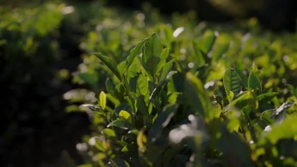 Gros Plan Une Plante Terrestre Aux Feuilles Vertes Aux Fleurs — Video