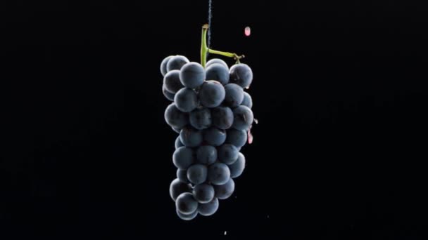 Fresh Black Grapes Rotation Isolated Black Background Super Slow Motion — Video Stock