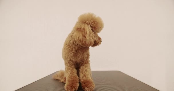 Pudel Hunden Sitter Ordentligt Och Tittar Kameran Efter Att Avslutat — Stockvideo