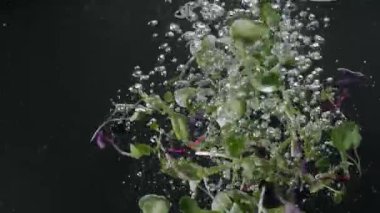 Microgreen falling in crystal clear water. Slow motion static shot of fresh organic microgreen falling in clean water and floating on surface on black background