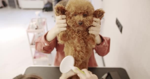 귀여운 강아지 푸들의 관리인 가위로 귀여운 개털을 만들고 재미있는 마리가 — 비디오