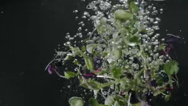 Microgreen Falling Crystal Clear Water Slow Motion Static Shot Fresh — Vídeos de Stock