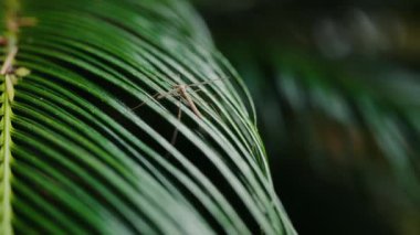 Yeşil yaprağın üzerindeki sivrisineğe yakın çekim. Tropikal ormanda tehlikeli böcekler