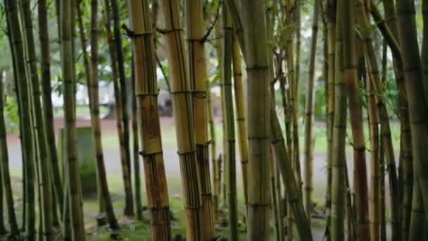 Bambu Koruluğundaki Ağaç Gövdelerine Yakın Çekim Bambu Ağacında Güzel Doğayla — Stok video