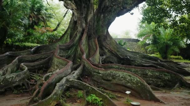 Velký Strom Velkým Kmenem Kořeny Nad Zemí Lese Letní Den — Stock video