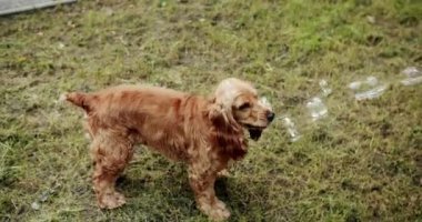 İngiliz cocker spaniel dinleniyor ve parkta köpüklerle eğleniyor. Güzel köpek güzel poz veriyor. Mutlu Köpek yaz zamanı, hafta sonu pikniği. Güzel kahverengi saçlı bir köpek eğleniyor ve eğleniyor..