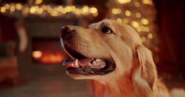 Noel için dekore edilmiş rahat evdeki köpek av köpeğine yakın çekim. Bokeh arka planında sevimli Labrador köpeği. Sevimli hayvan evcil. Yeni yıl tatili için bekliyorum.