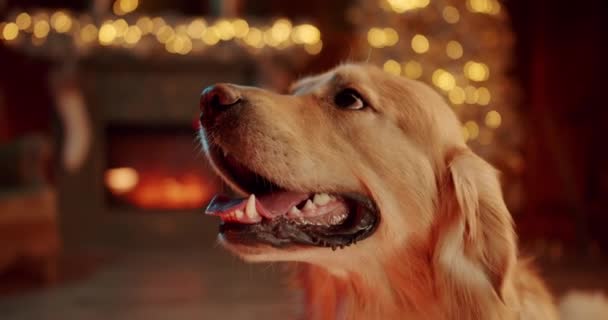 Close Cão Retriever Casa Aconchegante Decorado Para Natal Cãozinho Adorável — Vídeo de Stock