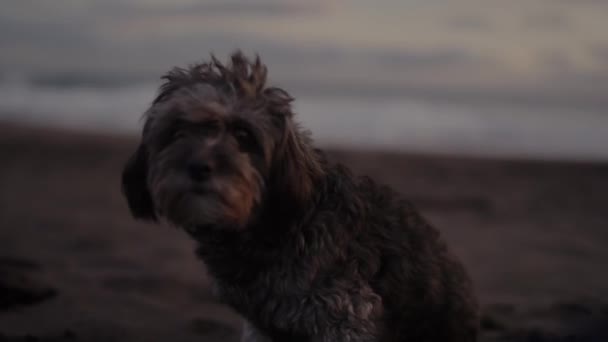 Cão Bonito Adorável Sentado Praia Areia Pôr Sol Close Animal — Vídeo de Stock