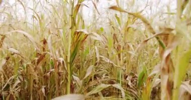 Çiftlikte yetişen organik mısır yapraklarına yakın çekim. Gıda endüstrisi için tarım. Kamera görüntüsü çiftçi mısır tarlasında yürüyor.