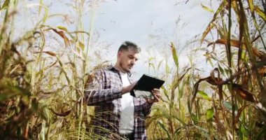 Mısır tarlasında çalışan ve tablet kullanan bir tarım uzmanı. Erkek çiftçi mısır tarlasında mısır yetiştirme kalitesini kontrol ediyor. Tarım sektöründe modern teknoloji