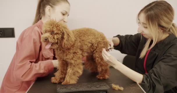 グロマーは小さなかわいい子犬の毛を組み合わせています ハサミでかわいいポードル犬のヘアカットを作るプロのペットグルーマー ヘアスタイルのペット美容師をしている女性 グルーミングサロン — ストック動画
