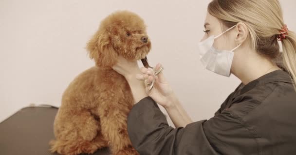 Groomer Kämmt Die Haare Eines Kleinen Niedlichen Pudels Professionelle Pet — Stockvideo