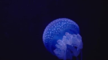 Okyanusun altında yüzen neon denizanalarına yakın çekim. Oceanarium 'un sularında koyu arka planda parlayan mavi meduza. Deniz altı dünyası