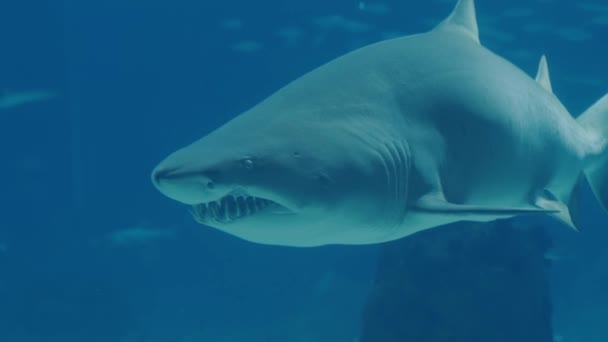 ใกล บปลาฉลามว ายน าในน ปลาฉลามอ นตรายท กรามคมลอยอย ในมหาสม แนวค ตทางทะเล — วีดีโอสต็อก