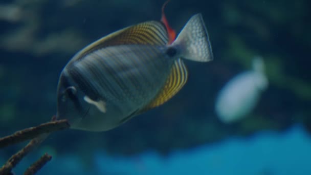 水族館で泳ぐゼブラゾマの魚のクローズアップ 太平洋のサイルフィッシュ マリンライフコンセプト — ストック動画