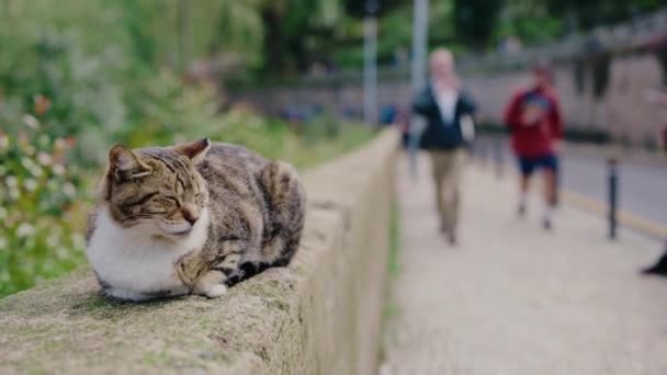 Αστεία Γάτα Ξαπλωμένη Και Κοιμάται Στο Δρόμο Στην Πόλη Την — Αρχείο Βίντεο