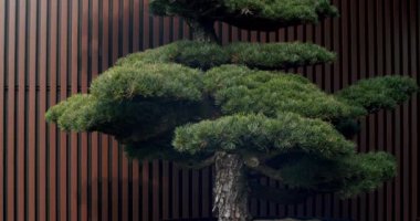 Bonsai ağacı ahşap duvarlı terasta. Terastaki modern minimalist evde güzel bir Bonsai Ağacı Dekoru. Evin arkasındaki bahçe..