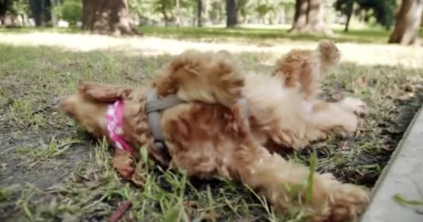 Happy Dog Summer Time Weekend Picnic Adorable Beauty Pet Beautiful — Vídeo de Stock