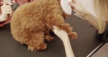 Profesyonel evcil hayvan tımarcısı makasıyla sevimli köpek tıraşı yapıyor. Kadın kuaförlük yapıyor, kuaförlük yapıyor. Komik köpek sakince kuaförde ya da veteriner kliniğinde oturdu..