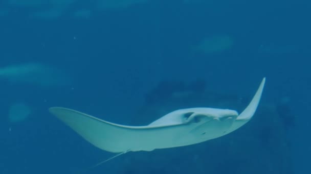 거대한 수족관의 물에서 Stingray 물고기에 클로즈업 동물과 박물관 — 비디오