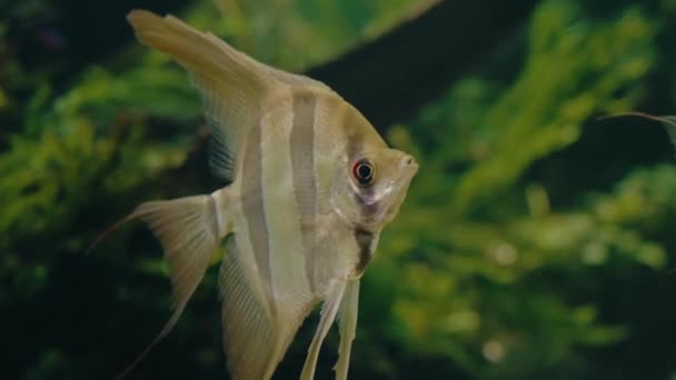 Close Pterophyllum Scalare Vissen Aquarium Achter Glas Engelsvissen Zwemmen Het — Stockvideo