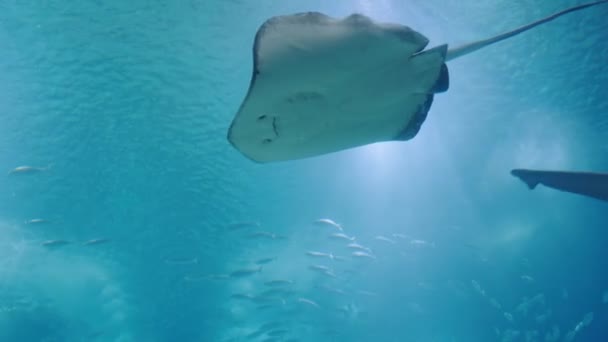 Вид Знизу Похмурого Плавання Блакитній Воді Гігантського Акваріума Забавна Риба — стокове відео