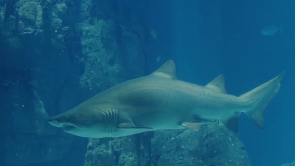 Beyaz Köpekbalığının Dev Akvaryumun Mavi Sularında Yüzüşüne Yakın Çekim Oceanarium — Stok video