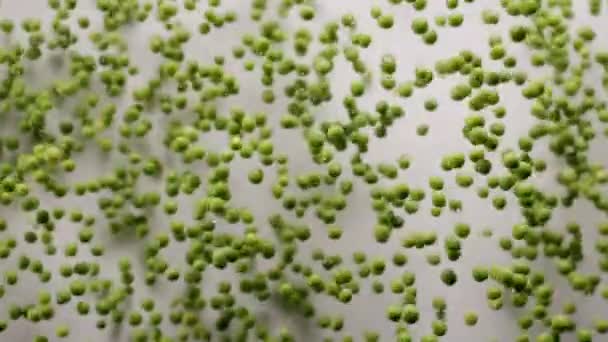 鲜绿色的豌豆在白色的背景上爆炸 慢动作生绿豆 — 图库视频影像