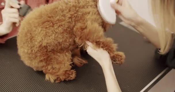 Professional Pet Groomer Making Cute Poodle Dog Haircut Scissors Woman — Stock Video