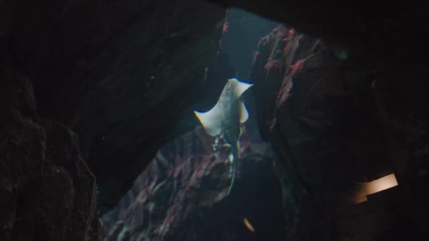 Stingray Peces Nadando Agua Acuario Gigante Animales Marinos Oceanario Mundo — Vídeo de stock